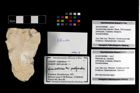 Foto (Objekt + Etikett) von Pithonoton sp.  (NHMW-GEO-2014-0194-0966)
